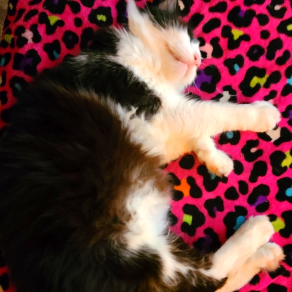 Meet your Posher, Stephanie - Picture 1 of 2